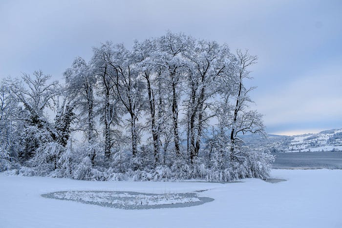 A row of snow-covered trees in front of the lake Greifensee