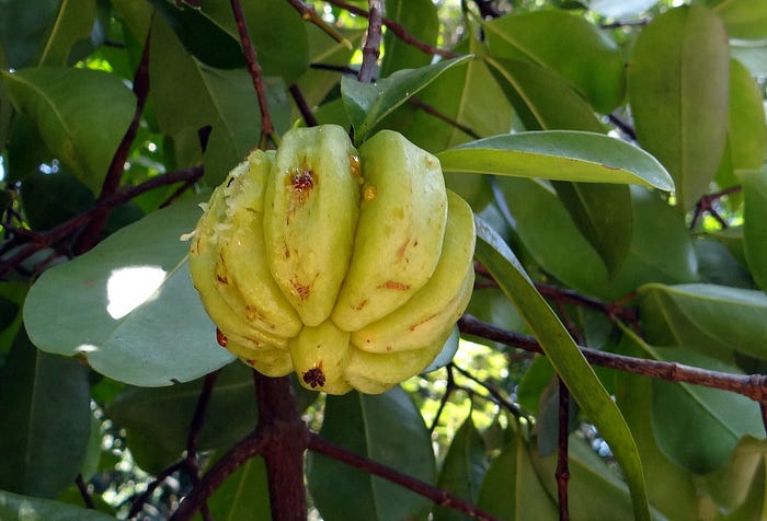 Garcinia Cambogia hanging in a tree
