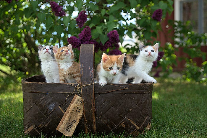 four cats in a basket
