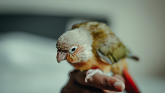 Pineapple conure