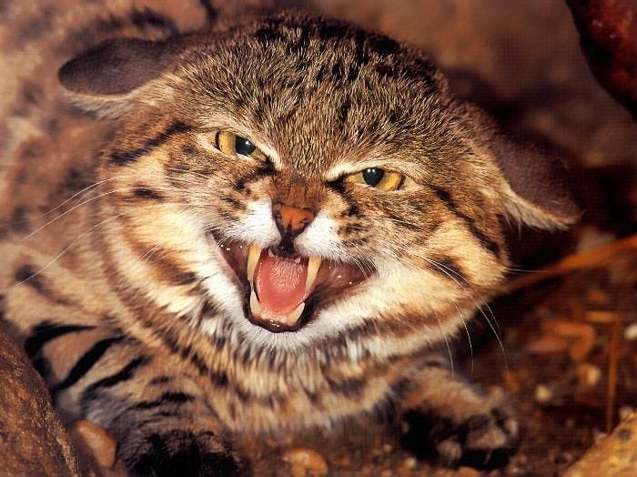 Photo: animalworldus.1. “Go home!”