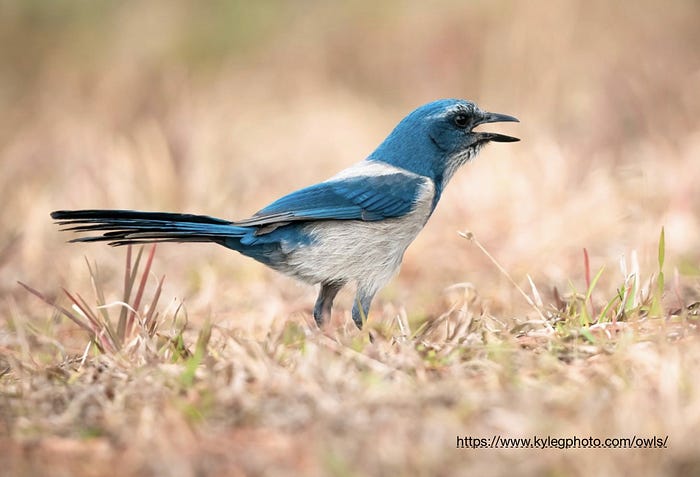 Picture of a blue bird by Kyle Green Photos
