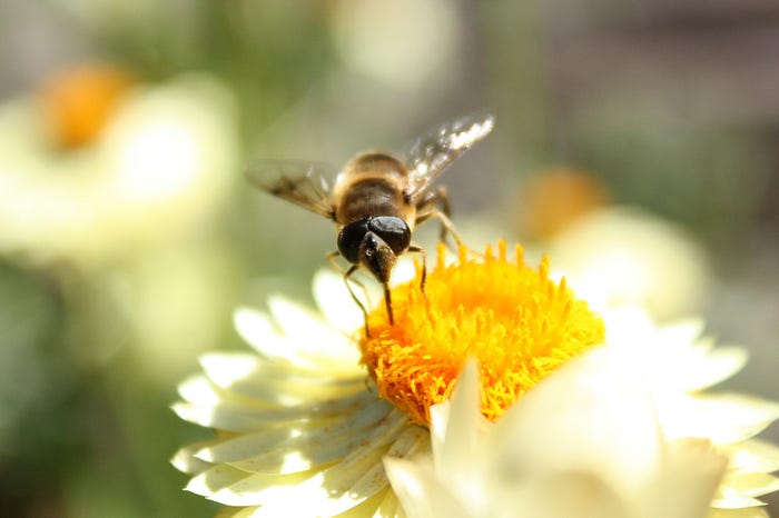 Bee on flower