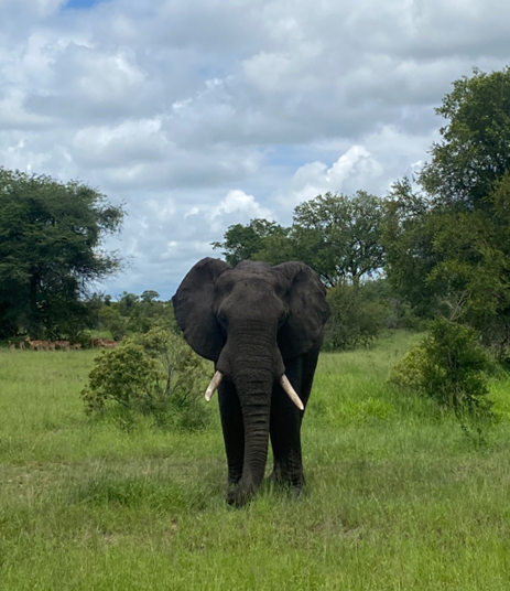 In the sightline of a male African elephant in the lush greenery