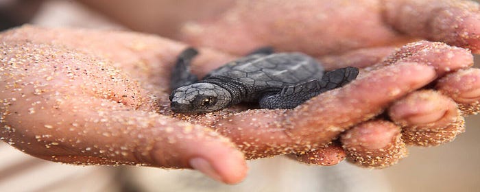 Turtle Release in Cabo San Lucas Mexico