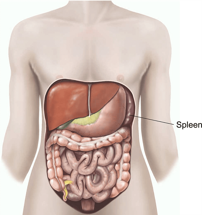Spleen Surgery