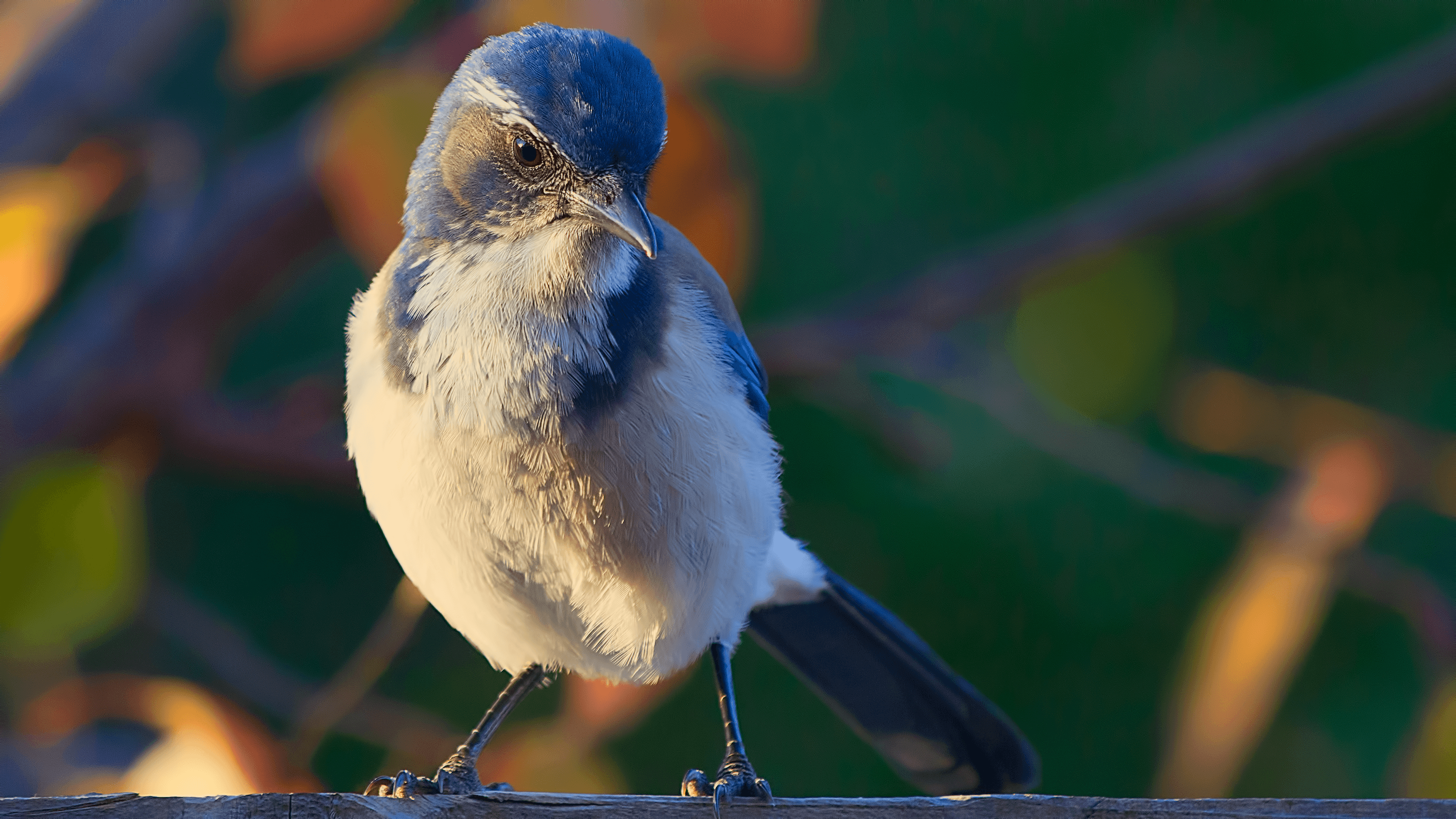 What Does the Expression Birds of a Feather Mean: Explained Simply