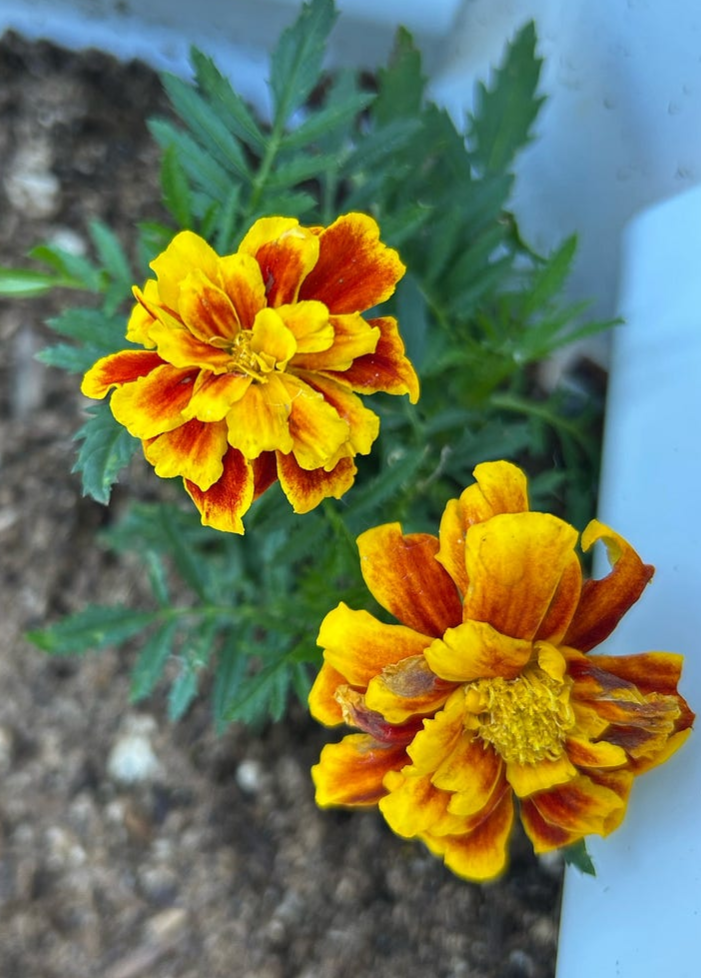marigolds, author’s photo