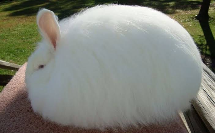 Angora, the story behind this amazing fibre.