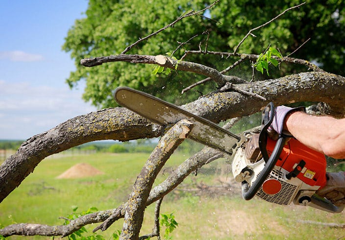 Top Tree Removal Company in Mt Pleasant | Tree Men