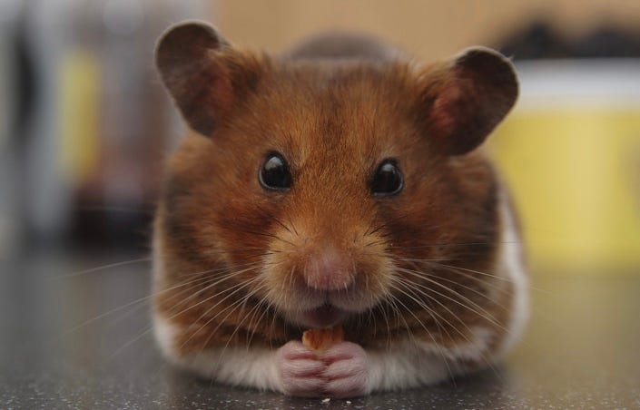 What's the life expectancy of a Syrian Hamster? (According to your own  experiences) : r/hamsters