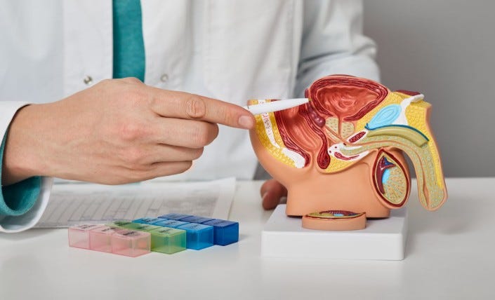 Male Sexual Organs (Function and Dysfunction)