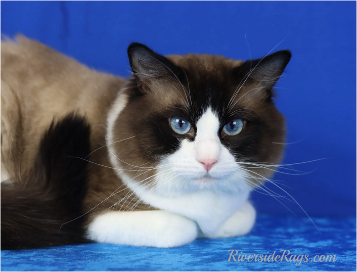 Find Best Ever White Ragdoll Cats with Pristine Coat Color by Riverside ...