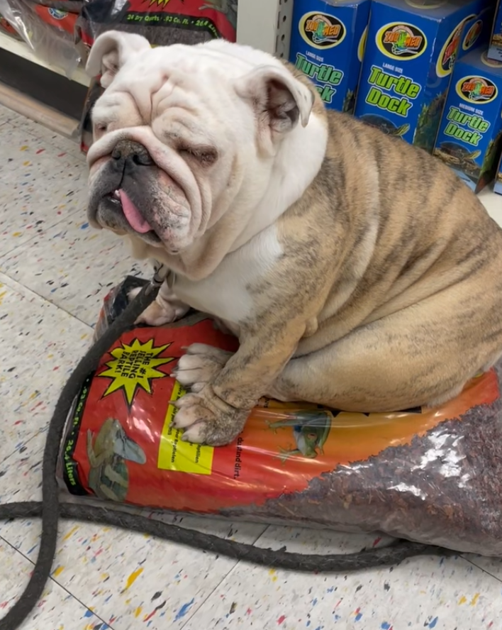 The Pet Shop and Its Vices. REVIEW The Pet Shop — Allston, Boston… by Cattus Curiosus Medium