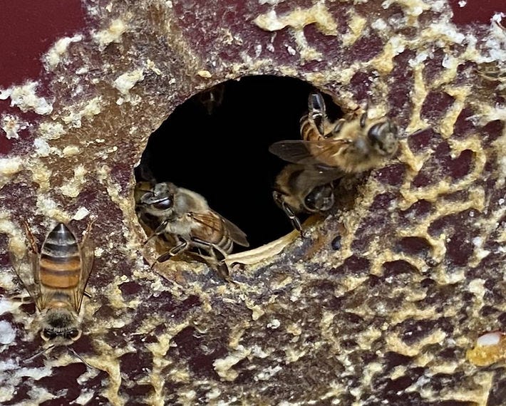 Can Bees Get Drunk? The Truth About Bee Intoxication.