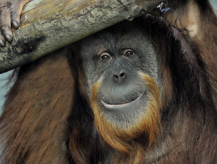 Bioparco di Roma: guida completa 2026 (animali, biglietti e consigli utili)