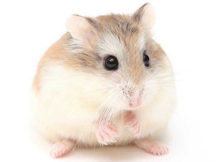 Keeping Hamsters as Pets