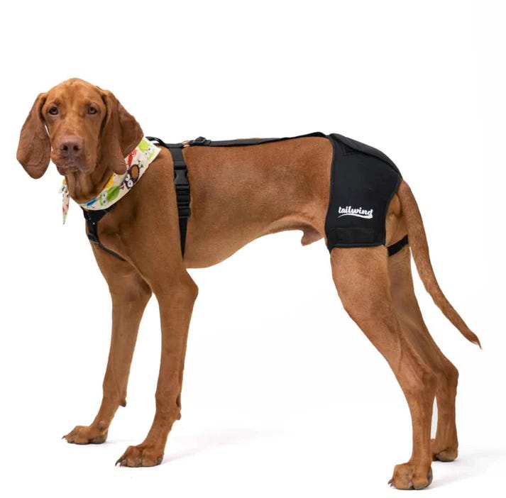Long Term Benefits of Using Dog Hip Braces for Joint Health by