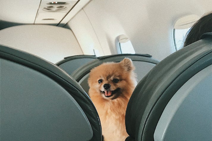 airlines-in-india-that-allow-pets-on-board-akshitak-medium