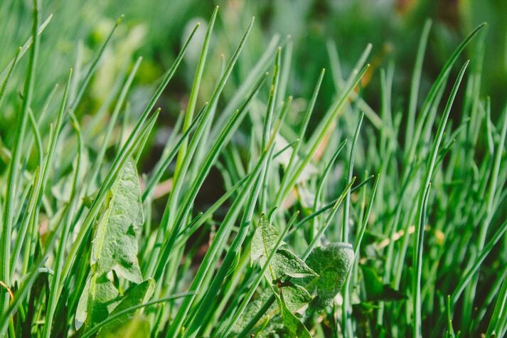 Mencacah Rumput Pakan Solusi Praktis untuk Peternakan Sukses