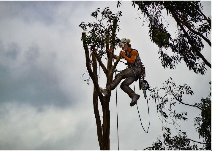 Stevens Point Tree Doctors - Mathew Hibbard - Medium