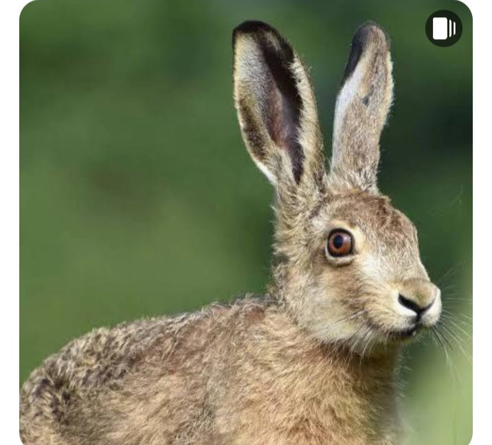 11 Animals Whose Names Start with the Alphabet H by talha altaf Oct