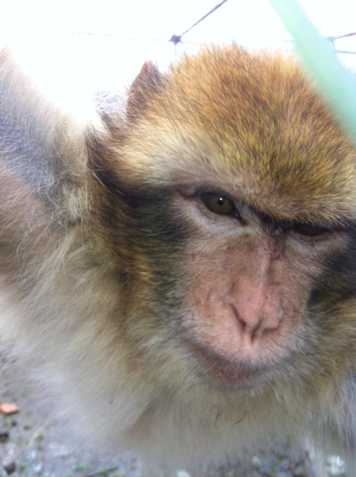 Selfie monkeys' are now endangered because people can't stop eating them