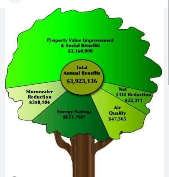 What are the most important uses of trees? | by Azizfatima | Medium