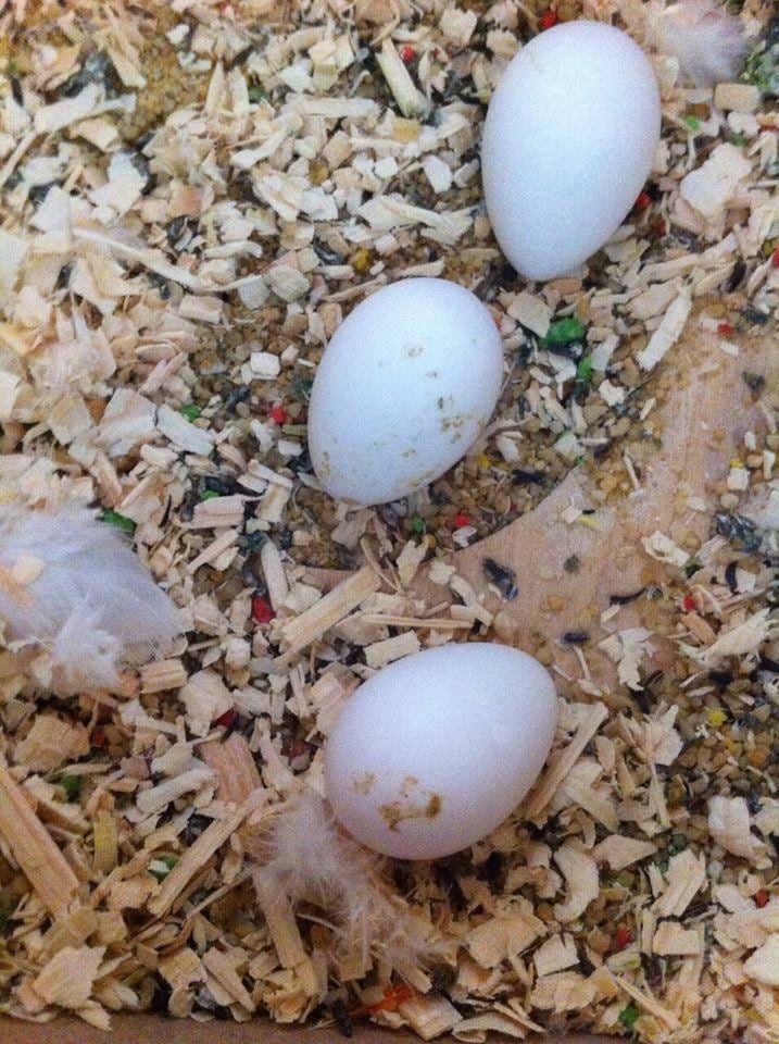 Green-Winged Parrot Macaw Eggs