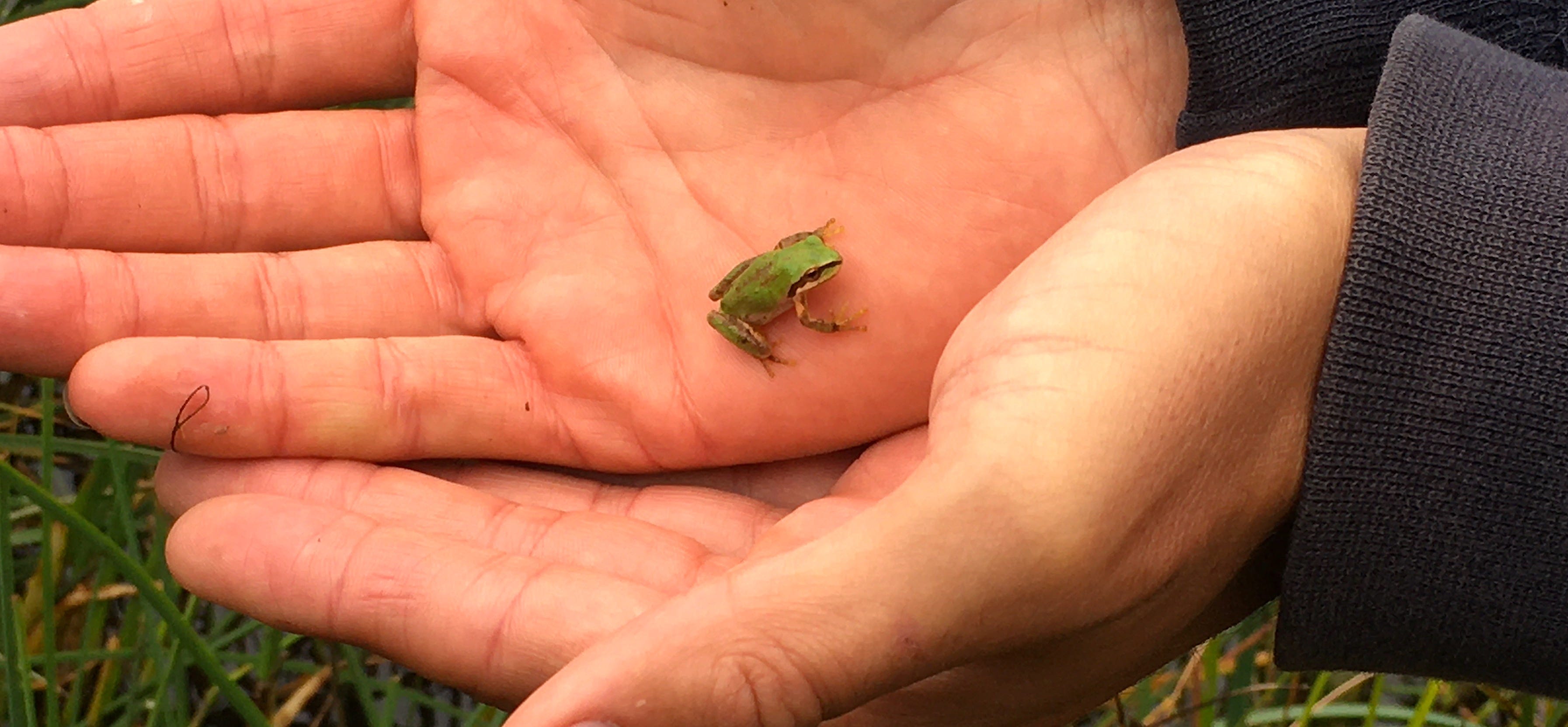 Among the Presidio's Wild Comebacks, A Tiny Frog Needs Help to Get