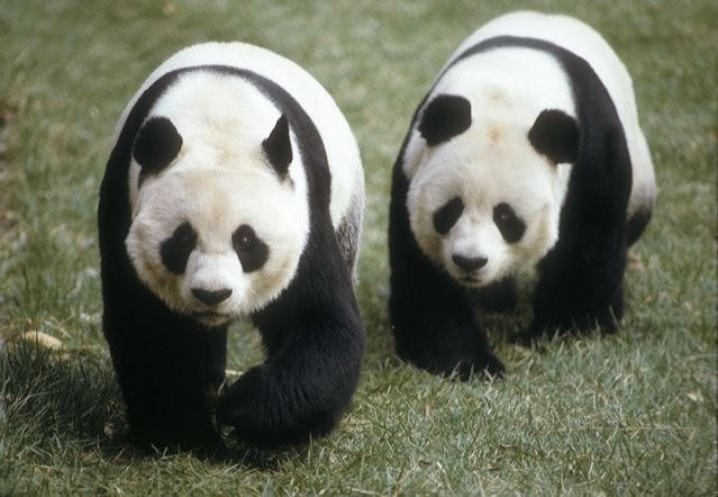 How America Fell in Love With the Giant Panda