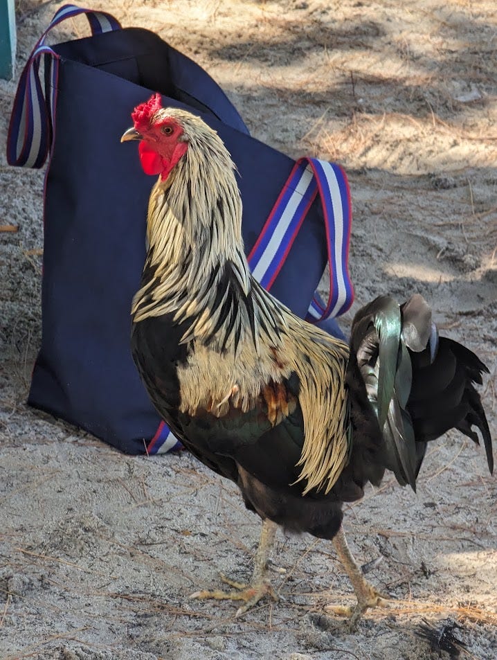 Famous Cousins - No Crime in Rhymin’ - Medium