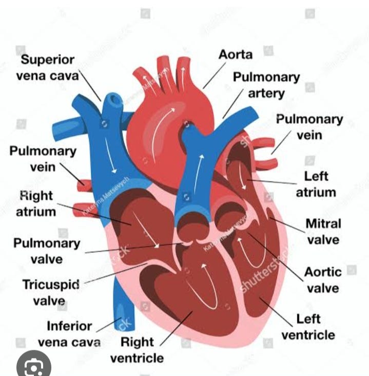 Heart: Anatomy and Function