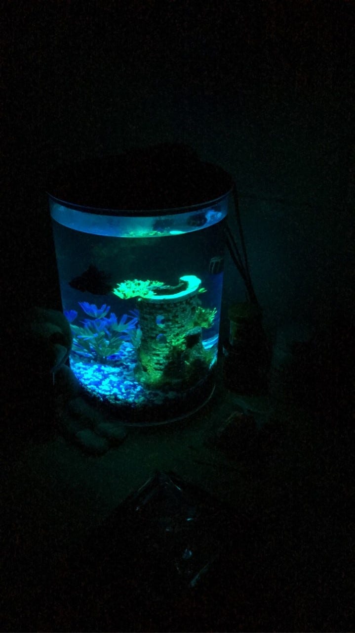 How to Change Fish Tank Water. Changing fish tank water routinely is