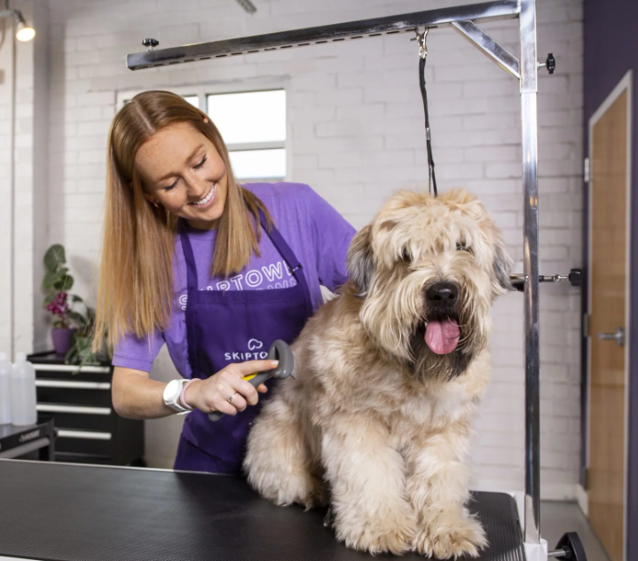 Charlotte Dog Grooming Skiptown Info Medium