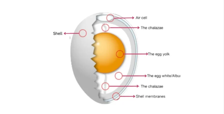 Does Egg Yolk Cause Weight Gain | by Rajajouharferoz | Jul, 2024 | Medium