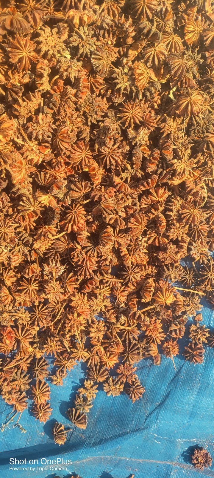 Star Anise Broken price in India
Star anise (Illicium verum) is a fragrant, star-shaped spice known…