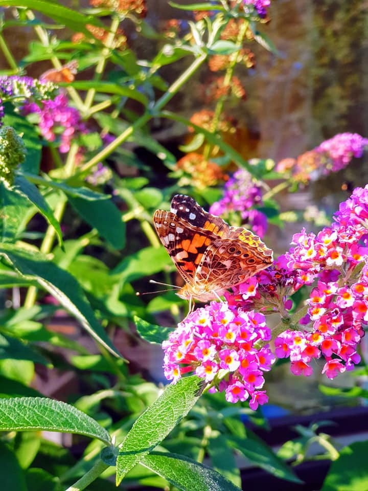 Schmetterlingsflieder