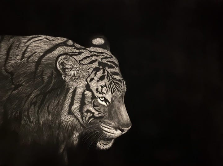 tiger wallpaper black and white hd