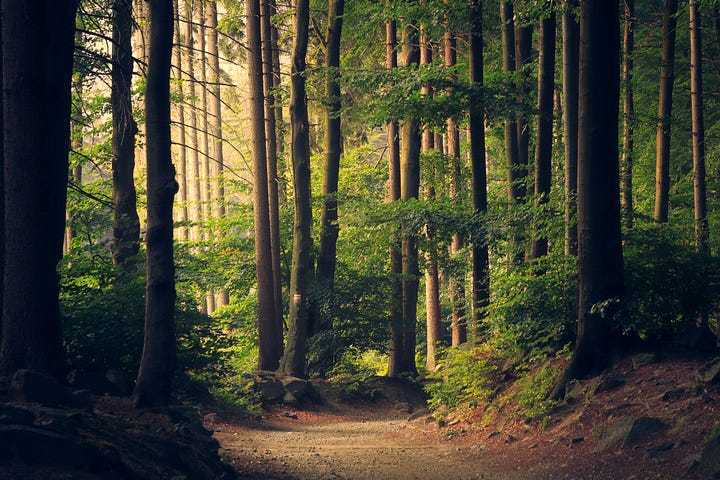 A person walking alone on a serene, tree-lined path in the woods.