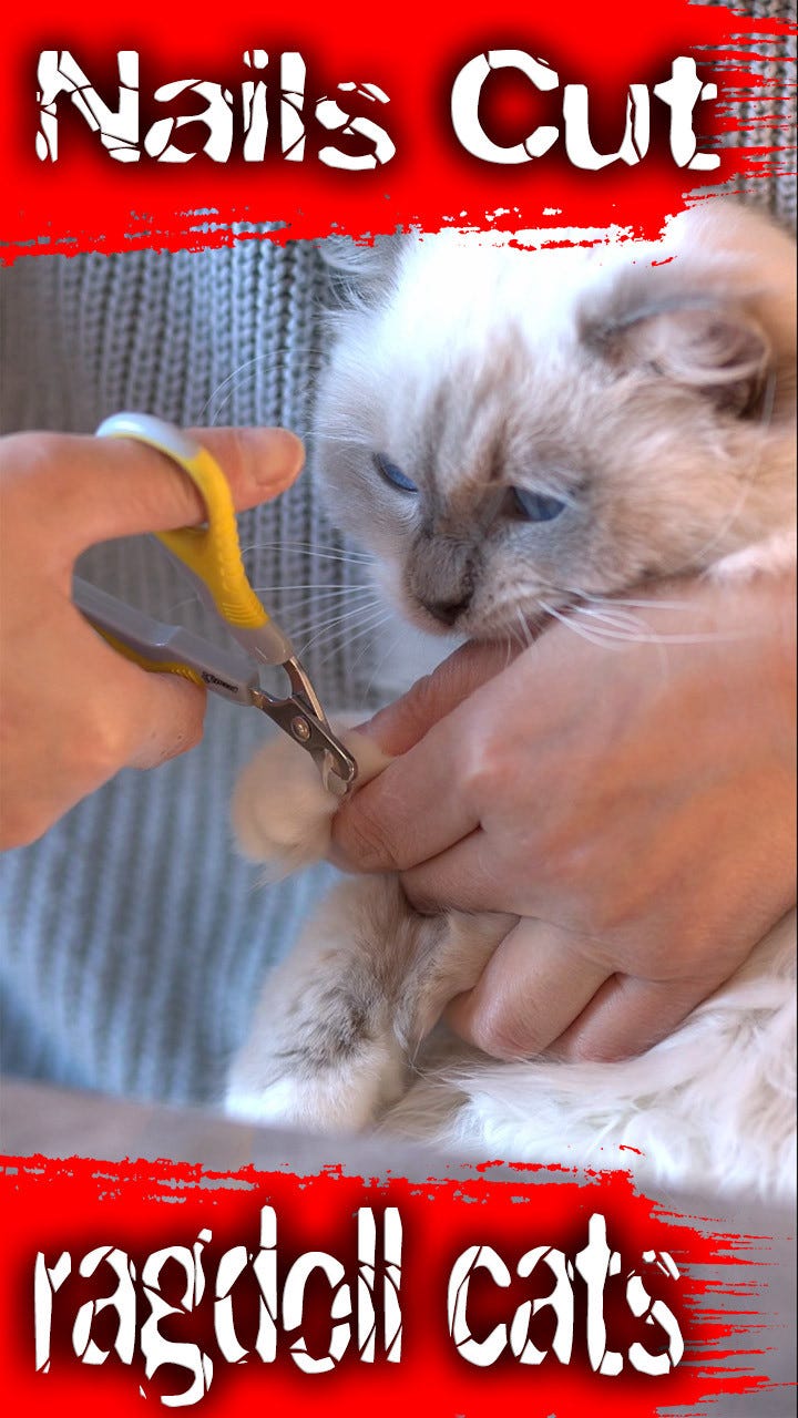 How to cut a Cat’s Nails. Generally speaking clipping cat’s claws… by