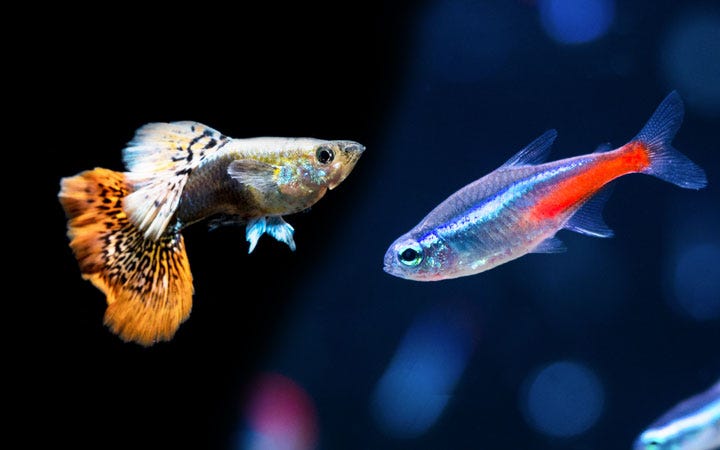 Neon Tetra and Goldfish - Can They Live Together? 