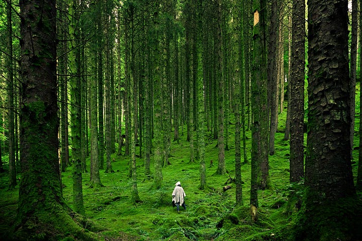 A single, clear path winding through a serene forest, bathed in soft morning light.