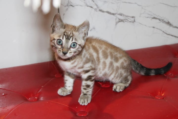 Pedigree vs Registration: What Buyers Should Verify Before Purchasing a Bengal Cat