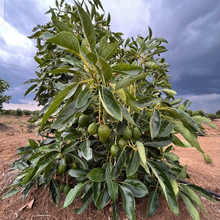 Importance Of Intercropping Hass With Fuerte Avocado Trees & What ...