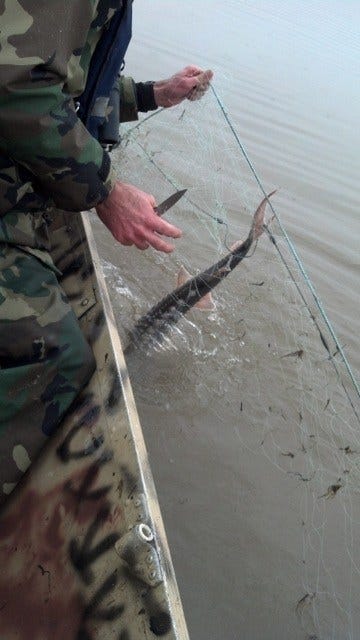 Rampant Poaching Leads To Gilbert River Sturgeon Fishing Closure, Other  Restrictions, by Northwest Sportsman