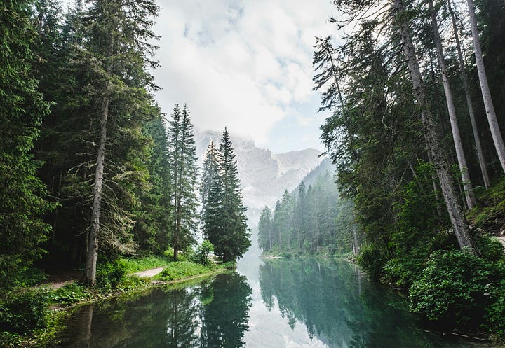 A single, clear dirt path winding its way through a lush, green forest, with sunlight filtering through the trees.