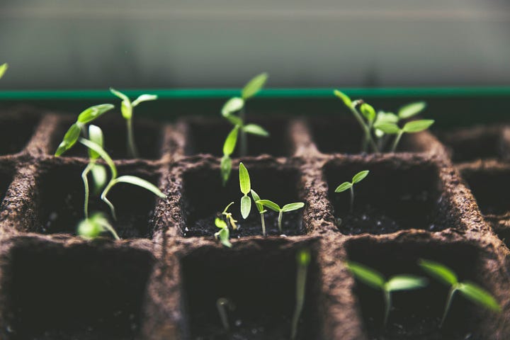 A person's hands gently tending to small green sprouts in a well-kept garden.