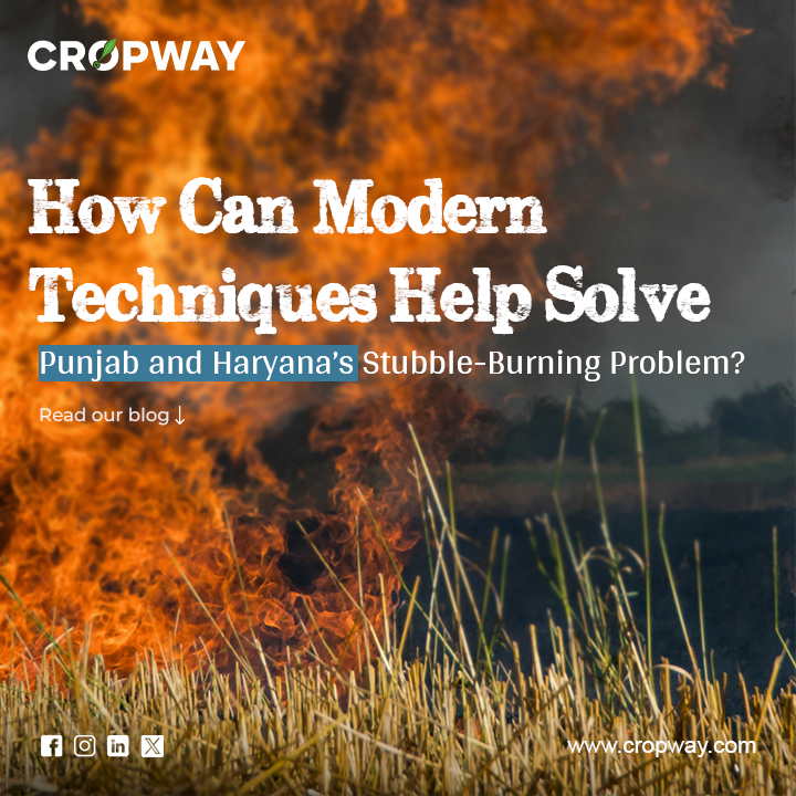 Innovative Methods Combat Punjab And Haryana Stubble Burning Crisis   0*yTHGV Y7i8rgmBd6 