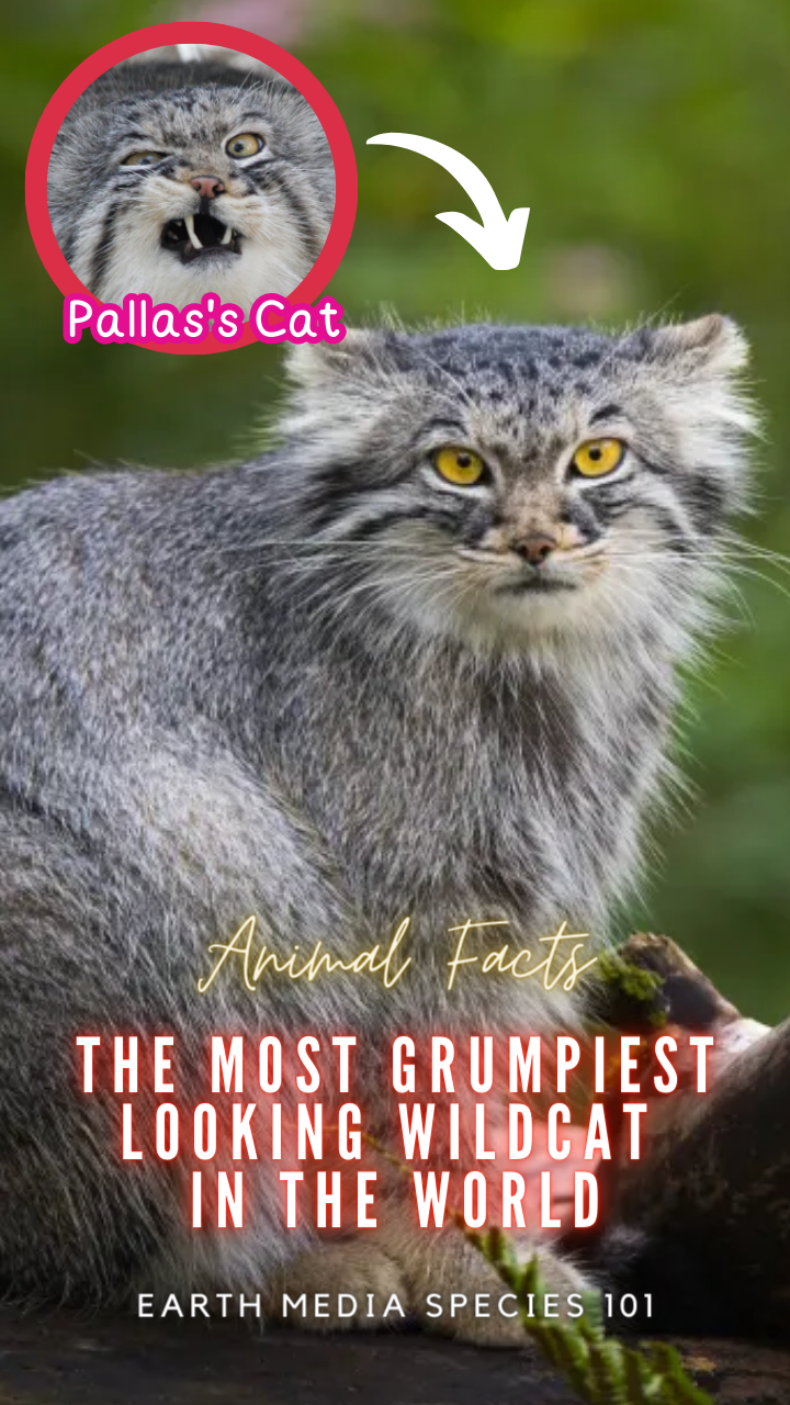 Pallas Cat - Facts - Natural History - Conservation Status